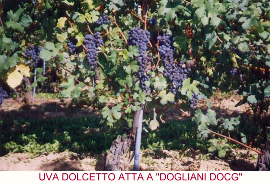 Dolcetto