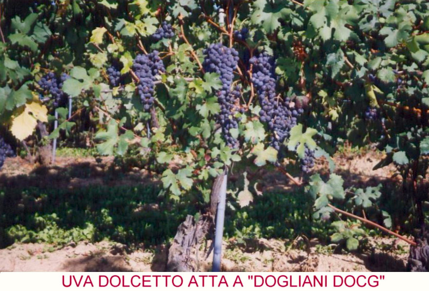 Dolcetto